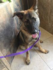 Medium Photo #1 German Shepherd Dog Puppy For Sale in Del Rio, TX, USA