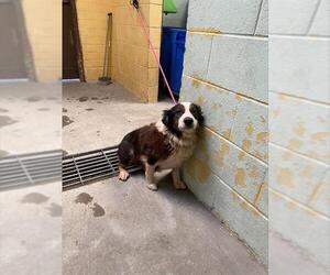 Australian Shepherd Dogs for adoption in Stockton, CA, USA