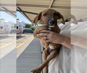 Labrador Retriever-Unknown Mix Dogs for adoption in Conroe, TX, USA