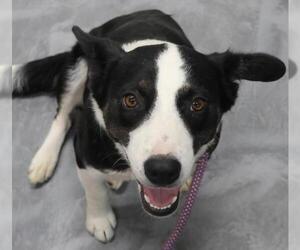 Mutt Dogs for adoption in Thief River Falls, MN, USA