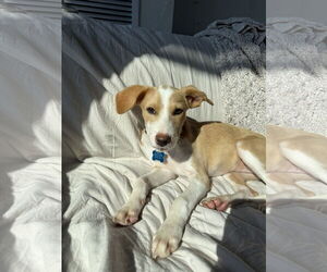 Mutt Dogs for adoption in Plainfield, IL, USA