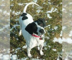 Pointer-Unknown Mix Dogs for adoption in Ramsey, NJ, USA