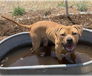 Mutt Dogs for adoption in Fort Collins, CO, USA