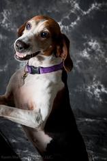 Treeing Walker Coonhound Dogs for adoption in Williston, VT, USA