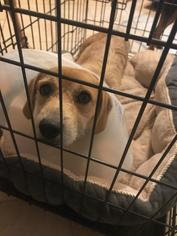 Mutt Dogs for adoption in Matthews, NC, USA