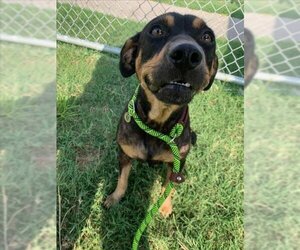 Rottweiler-American Pit Bull Terrier Dogs for adoption in Corpus Christi, TX, USA
