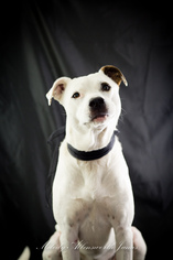 Dalmatian-Labrador Retriever Mix Dogs for adoption in north little rock, AR, USA
