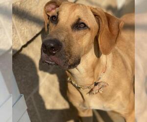 Boxador Dogs for adoption in Huntersville, NC, USA