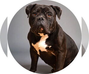 American Bulldog-Unknown Mix Dogs for adoption in Rowlett, TX, USA