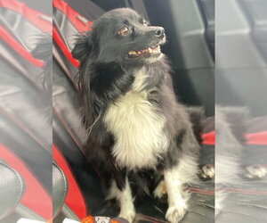 Pomeranian Dogs for adoption in Lewistown, PA, USA