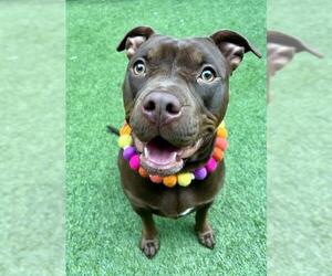 Mutt Dogs for adoption in San Francisco, CA, USA