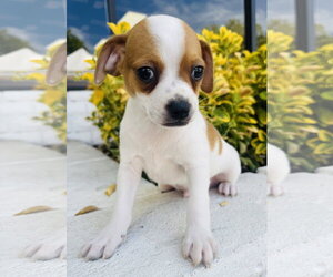 Medium Photo #1 Chihuahua Puppy For Sale in Marina Del Rey, CA, USA