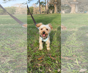 Mutt Dogs for adoption in New Orleans, LA, USA