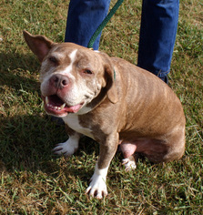 Olde Bulldog Dogs for adoption in Rowayton, CT, USA