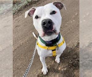 American Pit Bull Terrier Dogs for adoption in Brighton, CO, USA