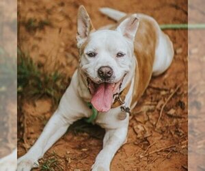 Bulldog Dogs for adoption in Phenix City, AL, USA
