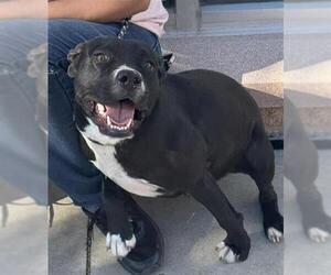 American Staffordshire Terrier-Unknown Mix Dogs for adoption in San Antonio, TX, USA