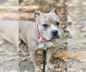 American Bulldog Dogs for adoption in Crossville, TN, USA