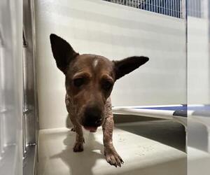 Mutt Dogs for adoption in Bakersfield, CA, USA