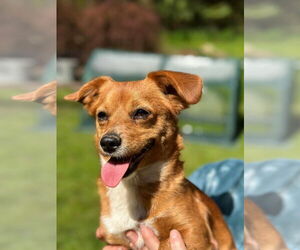 Dorgi Dogs for adoption in Arlington, WA, USA