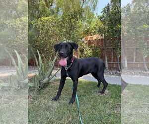 Labrador Retriever Dogs for adoption in San Diego, CA, USA