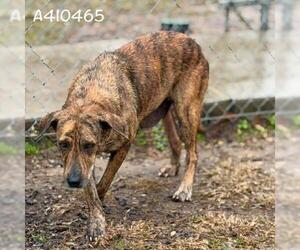 Plott Hound-Unknown Mix Dogs for adoption in Conroe, TX, USA