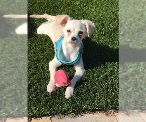 Malchi Dogs for adoption in Menifee, CA, USA
