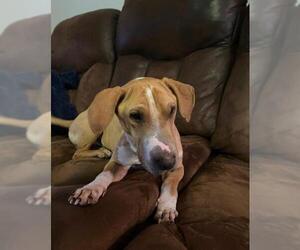Basschshund Dogs for adoption in Richardson, TX, USA