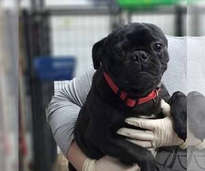 Pug Dogs for adoption in Mukwonago, WI, USA
