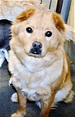 Small Chihuahua-Chow Chow Mix