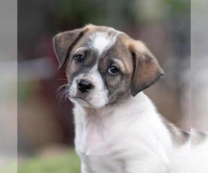 Labrador Retriever-Unknown Mix Dogs for adoption in San Diego, CA, USA