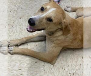 Black Mouth Cur Dogs for adoption in Lucedale, MS, USA