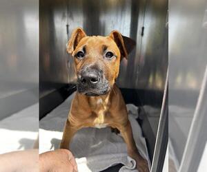 Labrador Retriever-Unknown Mix Dogs for adoption in Martinez, CA, USA