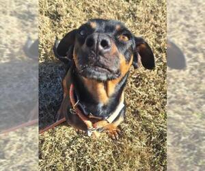 Dachshund-Unknown Mix Dogs for adoption in Woodland, CA, USA