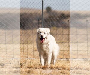Great Pyrenees Dogs for adoption in PEYTON, CO, USA