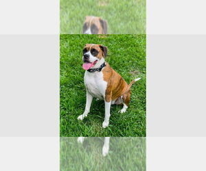 Boxer Dogs for adoption in Austin, TX, USA