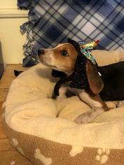 Beagle Dogs for adoption in Danbury, CT, USA