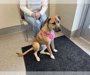 Labrador Retriever Dogs for adoption in Louisville, KY, USA