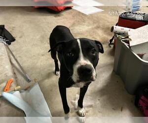 American Pit Bull Terrier-Unknown Mix Dogs for adoption in Ocala, FL, USA