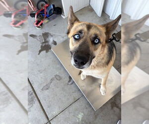 German Shepherd Dog-Siberian Husky Mix Dogs for adoption in Bakersfield, CA, USA
