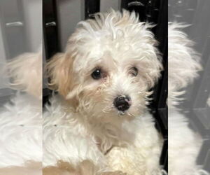 Bichon Frise Dogs for adoption in Coralville, IA, USA