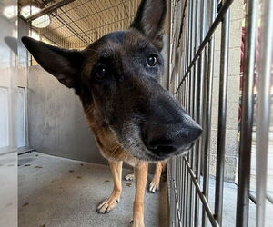German Shepherd Dog Dogs for adoption in Downey, CA, USA