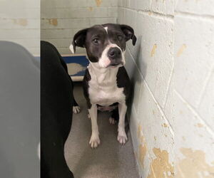 Labrador Retriever Dogs for adoption in Stockton, CA, USA