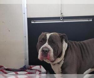 Bull Terrier Dogs for adoption in pomona, CA, USA