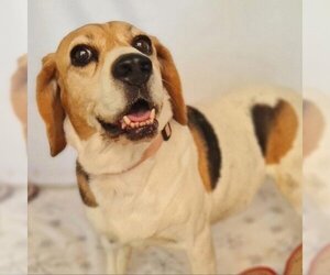 Beagle Dogs for adoption in Valley Village, CA, USA
