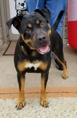 Rottweiler-Unknown Mix Dogs for adoption in Perth Amboy, NJ, USA