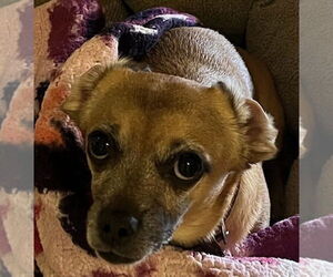 Chihuahua Dogs for adoption in Petaluma, CA, USA