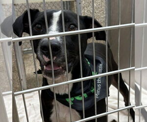 Mutt Dogs for adoption in Martinsburg, WV, USA