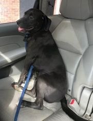 Medium Photo #1 Labrador Retriever-Unknown Mix Puppy For Sale in Boonton, NJ, USA