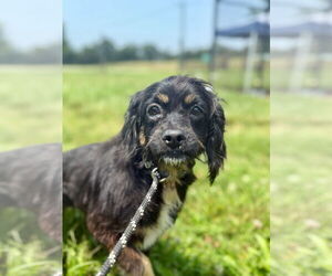 Chihuahua-Cocker Spaniel Mix Dogs for adoption in Pacolet, SC, USA